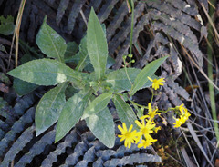 Senecio rufiglandulosus