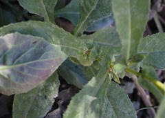 Senecio rufiglandulosus