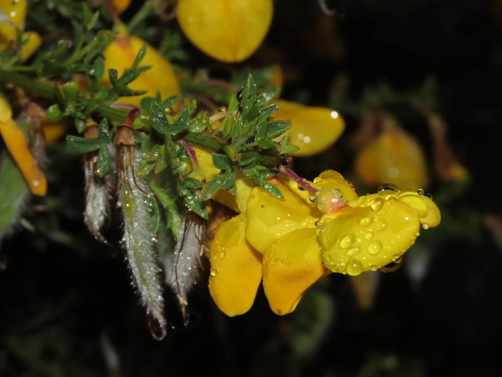 Cytisus cantabricus