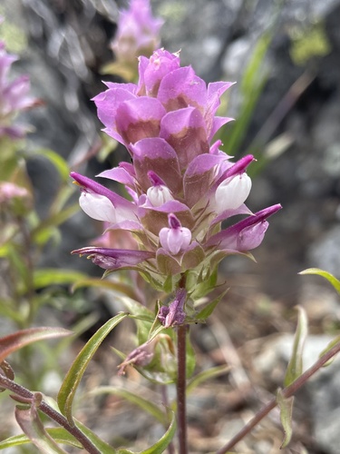 Orthocarpus cuspidatus ssp. cuspidatus