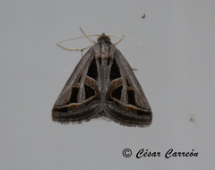 Callistege diagonalis