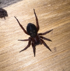 Callobius severus