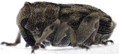 Hypurus bertrandi