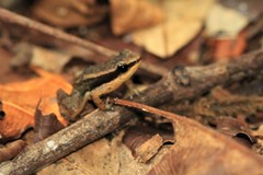 Allobates insperatus