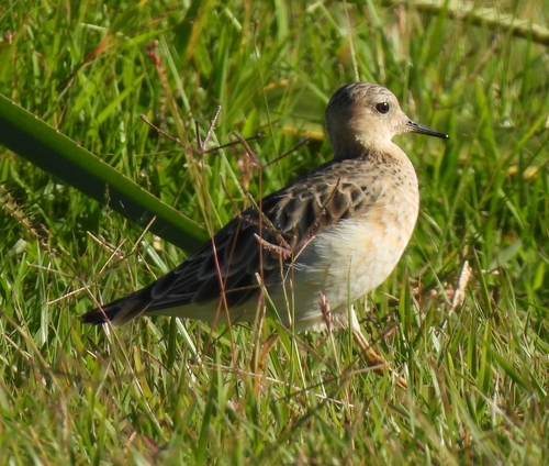Correlimos canelo (Calidris subruficollis)
