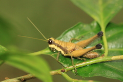 Eucosmetacris cingulata