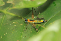 Eumastax