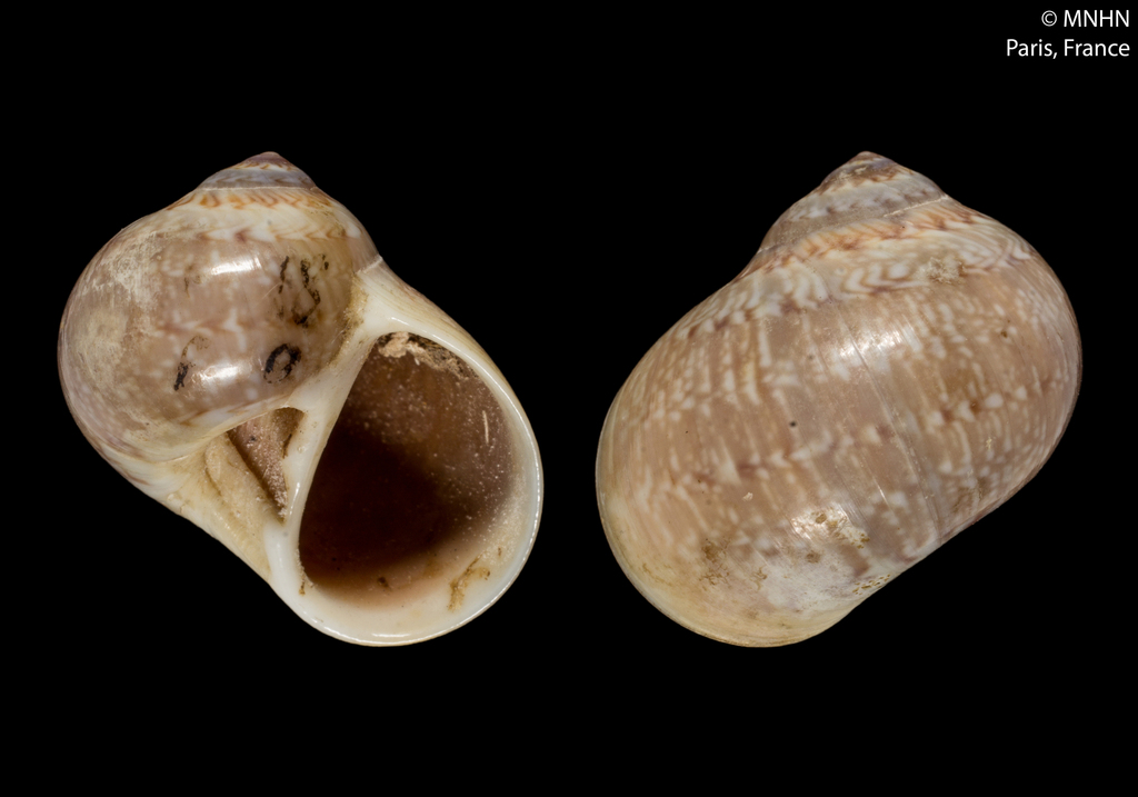 European gray moonsnail