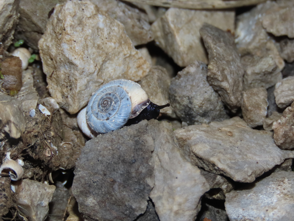 Pyrenaearia daanidentata