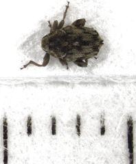 Hypurus bertrandi