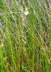 Epilobium pallidiflorum