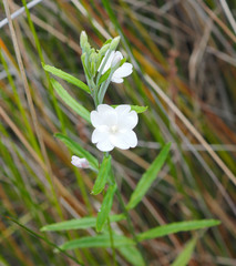 Epilobium pallidiflorum