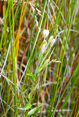 Epilobium pallidiflorum