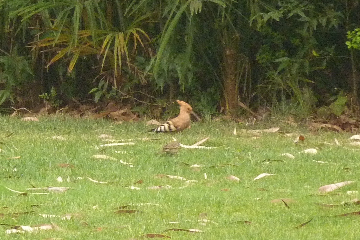 Common Hoopoe