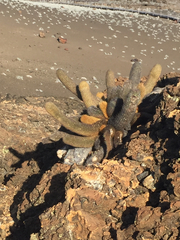 Brachycereus nesioticus