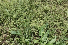 Rumex brownii