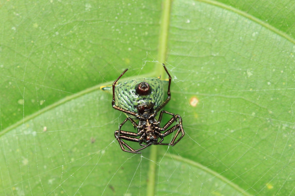 Micrathena hamifera