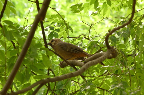 Pterorhinus sannio