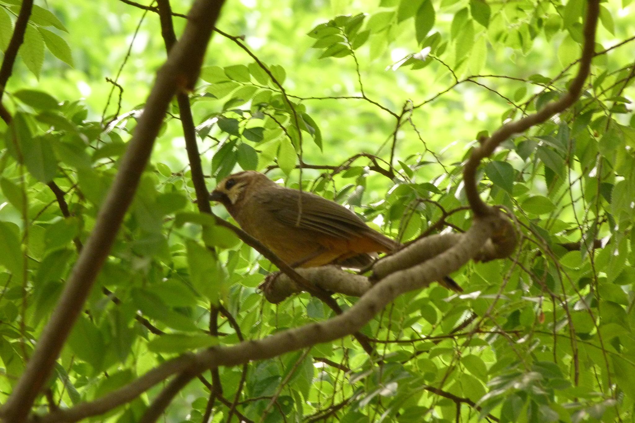 White-browed Laughingthrush
