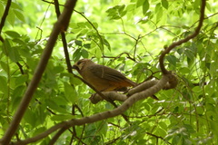 Pterorhinus sannio
