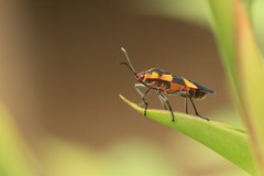 Oncopeltus cingulifer