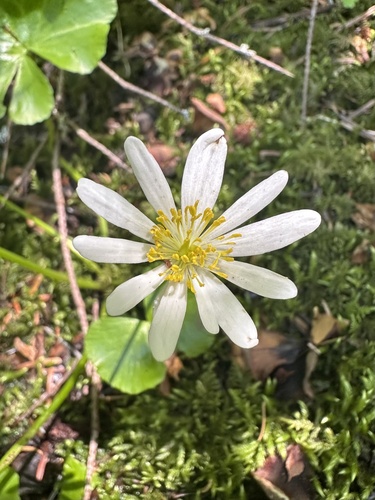 Caltha biflora (Caltha biflora)