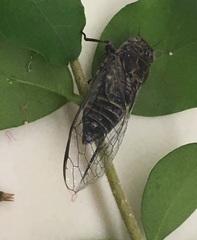 Myopsalta mackinlayi