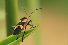 Oncopeltus cingulifer