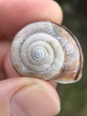 Helminthoglypta umbilicata