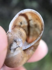 Helminthoglypta umbilicata