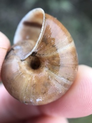 Helminthoglypta umbilicata