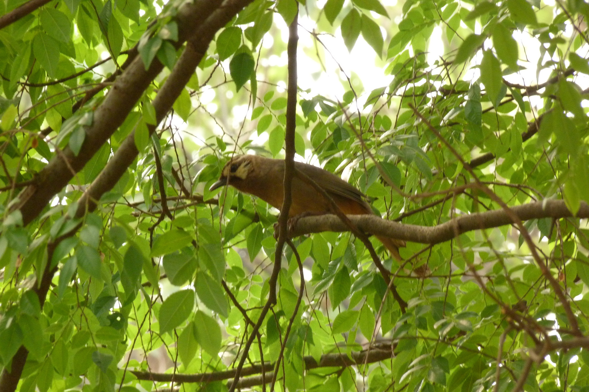 White-browed Laughingthrush