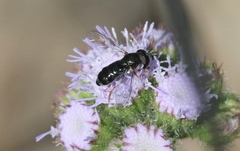 Paragus politus