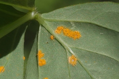 Puccinia oxalidis