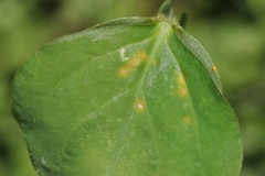 Puccinia oxalidis