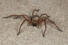 Olios sericeus