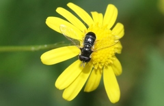 Paragus politus