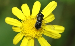 Paragus politus