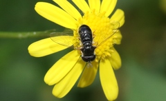 Paragus politus