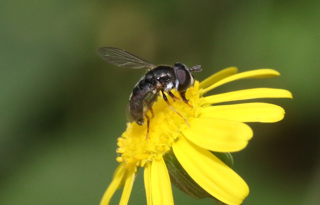 Paragus politus