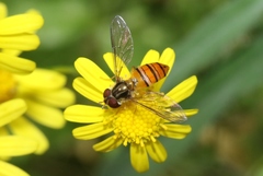 Episyrphus viridaureus