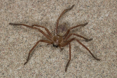Olios sericeus