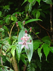 Tricyrtis suzukii