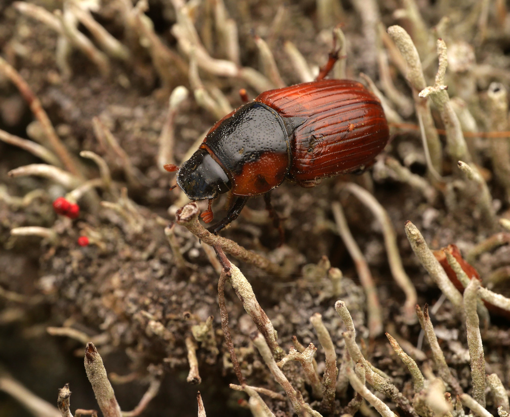 Coprimorphus scrutator