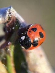 Coccinella septempunctata