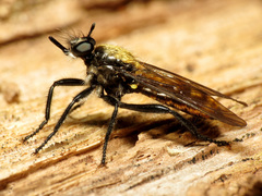 Laphria sericea