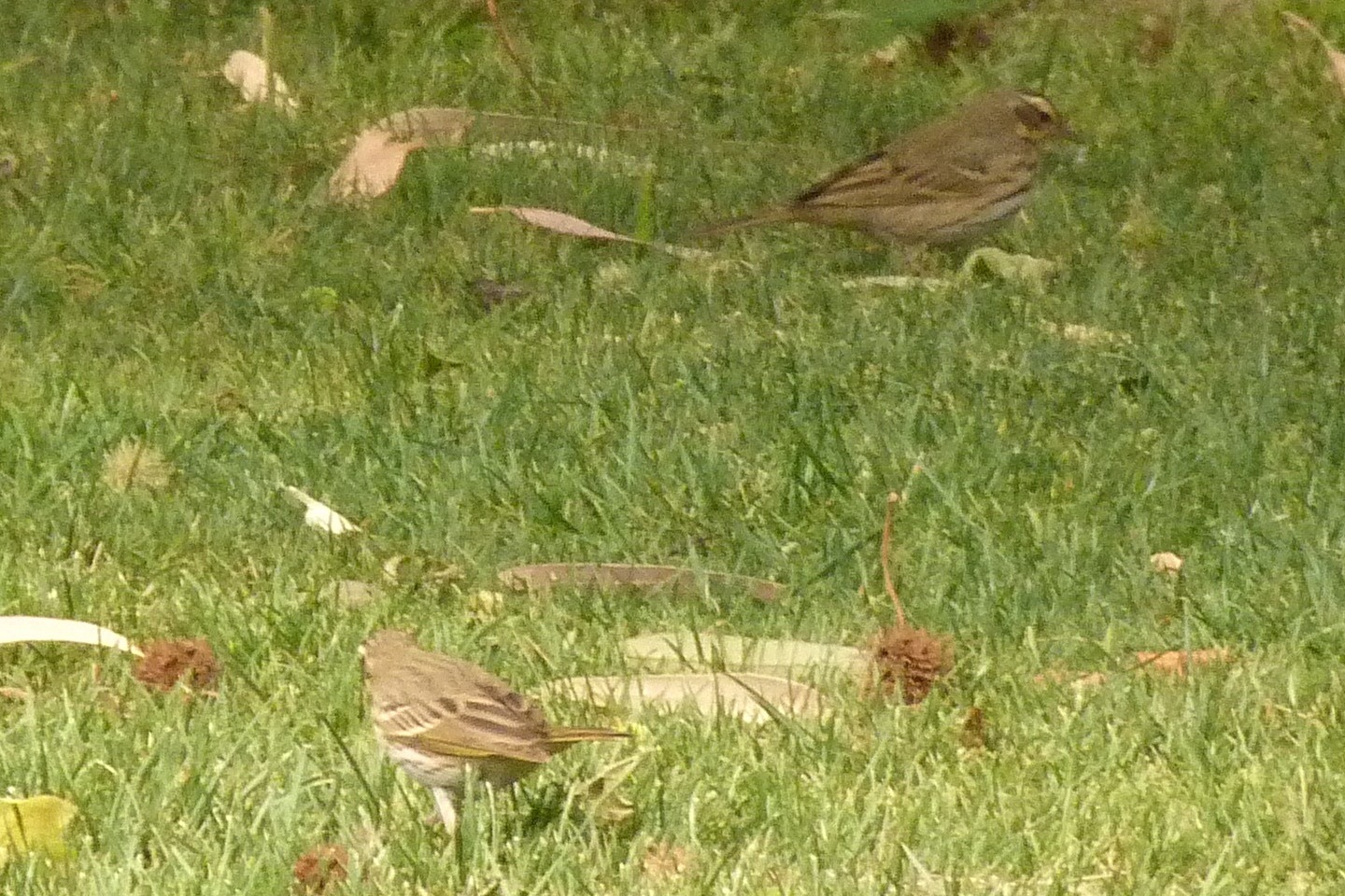 Olive-backed Pipit