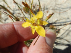 Moraea inconspicua