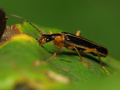 Podabrus brunnicollis