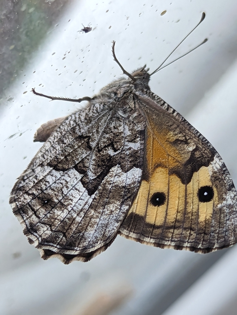 Mountain Grayling